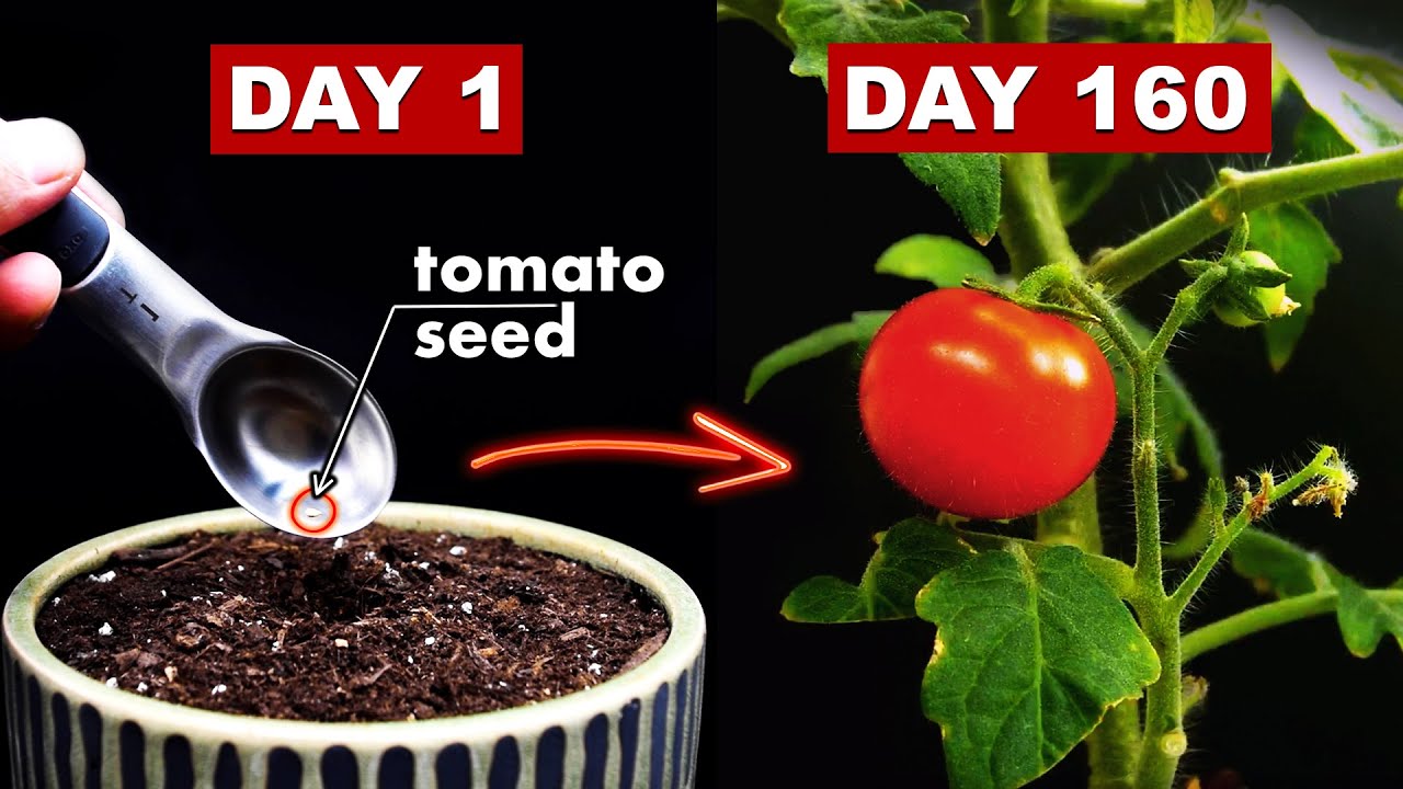 Tomato Growing Stages