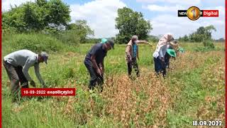 ගොවියන්ට වගා කරන්න කියනවා, හැබැයි එක නිලධාරියෙක්වත් එන්නේ නෑ -  ජාතික ගොවිජන එකමුතුව