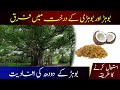 Bohar Ka Doodh K Fawaid (برگد درخت) | Desi Nuskha (دیسی نسخہ) Banyan Tree