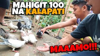 MGA KULUPONG NG BATO-BATO (WILD PIGEON) HININTUAN NAMIN SA PALAYAN ANG AAMO!