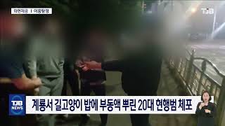 계룡서 길고양이 밥에 부동액 뿌린 20대 현행범 체포｜ TJB 대전·세종·충남뉴스