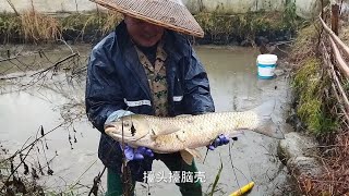 五叔养鱼好厉害，一分地大的池塘养出18斤的大草鱼，还是两条【乡野东哥养殖田螺】