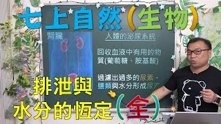 🆕最新課綱~七年級自然 排泄與水分的恆定(全)🆕