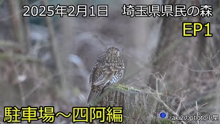 関東の探鳥　埼玉県県民の森2025年2月1日EP1