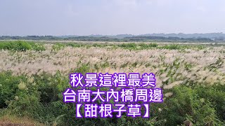 秋景這裡最美～台南大內橋周邊【甜根子草】