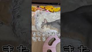 アビシニアンとは その33 #shorts #猫 #アビシニアン