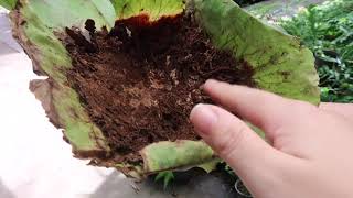 Can Platycerium be planted in the ground? Take a look at what Platycerium's roots look like.