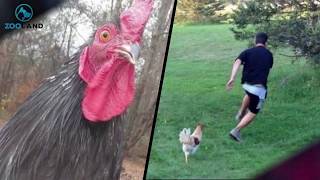 Rooster and a 13-year-old girl make the cutest companions
