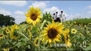 ヒマワリ 輝く日差し　17日の県内　各地で久々の晴れ間広がる