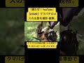 【asmr】クマバチのメスの生態を撮影・観察。 sdgs クワガタ 虫の音 insects カブトムシ love 昆虫 mukbang love 昆虫 bee hornet