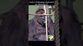 アニーのドラミンゴ炸裂！2023/02/22 🦍 Annie's Dolamingo Explosion！ #Gorilla  #Shabani  #シャバーニ