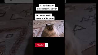 Я забыл покормить кота  кот возле моей кровать в 2 часа ночи  #мем  #кот