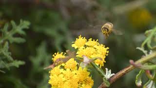 Western Honey Bee