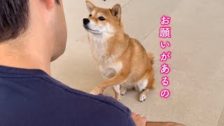 可愛い顔で近づけば何でもしてくれると思ってる柴犬の行動が可愛すぎる