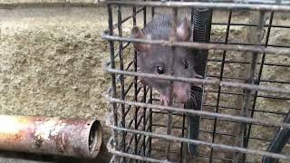 ねずみの鳴き声 結構狂暴です。クマネズミ？ドブネズミ？スーパーラット？ What does the mouse say? rat superat?