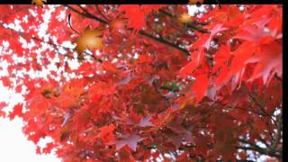 昭和記念公園紅葉ひらひら 2010年11月