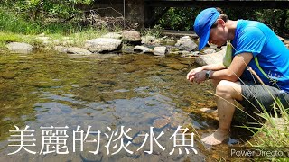 [ 香港動物 ]  :  清澈的溪澗 • 美麗的淡水魚！