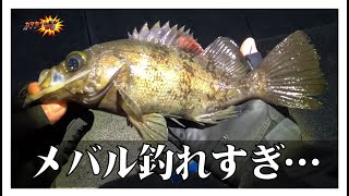 【宮城釣り】噂の島に行ったらメバルがすごかった！【カマちゃんマンTV】-Vol.48-