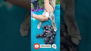 Bunny 🐇❣️ giving birth 🤩😂#pets #viral #shorts