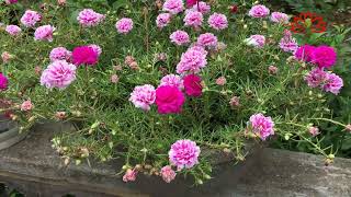 2 beautiful and very popular portulaca flower colors