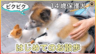 14歳で初めての散歩に行った保護犬🐶👍