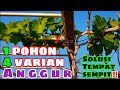 INGIN MENANAM BANYAK VARIAN ANGGUR TAPI TERKENDALA LAHAN SEMPIT?? INI DIA SOLUSI NYA‼️🔥🍇