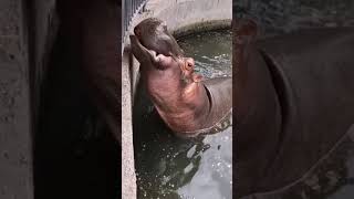 Hippo Eating Moment