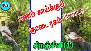 குறுகிய காலத்தில்  (short period)குலைகுலையாக குட்டை ரகம்!!!#dwarfvariety#hybridcoconut#siranjeevi1