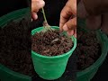 how to propagate lemon tree from cuttings lemon tree cuttings easy method shorts