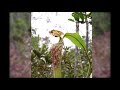 carnivorous plants the nectar of nepenthes stenophylla. malaysia borneo mariau basin