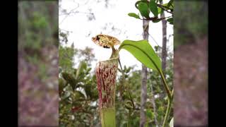 Carnivorous plants : the nectar of Nepenthes stenophylla. (Malaysia/Borneo/Mariau Basin)