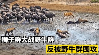 狮子群大战野牛群，还想捕杀野牛幼崽，结果反被野牛群围攻！