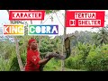 Penampakan King Cobra Monster!! Setelah di pelihara +_20 tahun!!