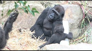 Gorilla is very popular. ゴリラは大人気。ゲンタロウ キンタロウ モモタロウ ゲンキ  Gentaro Kintaro Momotaro Genki - #20