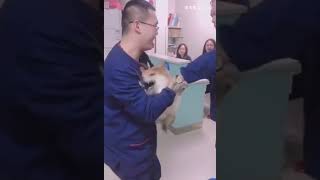 【柴犬】狗狗打針合集，我柴哥總能讓人猜不到結局！！