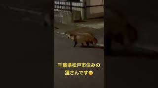 #狸　#タヌキ　#千葉県松戸市のタヌキさんです。