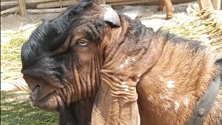 nagra Bakra | amritsari nagra male goat breeder