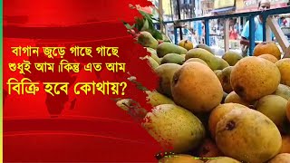 এত আম বিক্রি হবে কোথায় ?।Bangla Khabor #mango