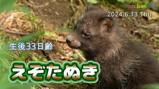 【旭山動物園エゾタヌキ】うみが8頭の子を出産！忍び寄る黒い影にオスのこたろうが我が子を守り厳戒態勢！