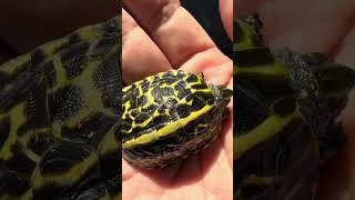 2024年自家繁殖的佛罗里达箱龟苗 #boxturtle