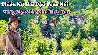 Bắt Gặp Thiếu Nữ Xinh Đẹp Đang Hái Đậu. Gặp Người Lạ Bỏ Chạy Như Thấy Quỷ. | 538