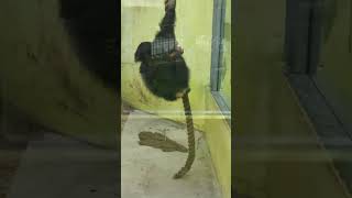 緑夏∴⑧チンパンジー・モコイチくん・モコちゃん・ココちゃん・沖縄こどもの国・・・Chimpanzee ・Okinawa Zoo \u0026 Museum(20230621)