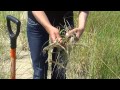 harvesting and planting marram grass american beach grass