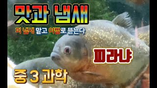 [KING] 중 3 과학 28강 미각과 후각을 담당하는 감각 기관