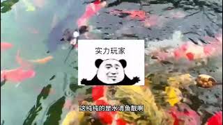 200吨锦鲤池过滤升级改造反馈 十天时间水清鱼靓，智能自动化设备的威力养鱼日记 观赏鱼 专业的事情交给专业人去做