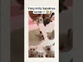 tingkah laku kucing lucu banget cat lucukucing catlover fyp