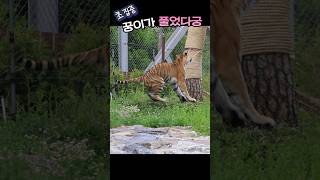 초집중💥 풀었다궁 #호랑이숲 #tiger #무궁이 #animals