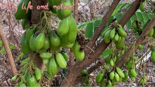 How To Harvest Bilimbi Fruit | Bilimbi Harvesting | Bilimbi Plant