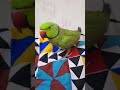 meetho meetho parrot funny birds talking