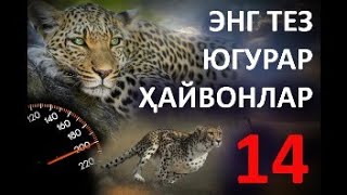 🔥 Дунёдаги энг тез чопар ҳайвонлар  🔥| DUNYODAGI ENG TEZ CHOPAR HAYVON